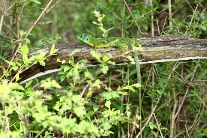 Lacerta bilineata ambientata